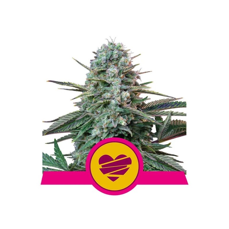 WEDDING CRASHER · Royal Queen Seeds · kenevir tohum · Disi · Fem