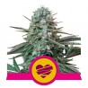 WEDDING CRASHER · Royal Queen Seeds · cannabis samen · Fem