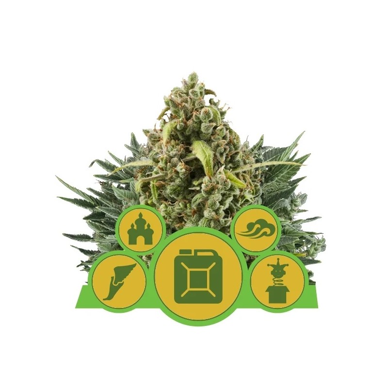 MIX AUTO · Royal Queen Seeds · cannabis seeds · AutoFem