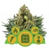 MIX AUTO · Royal Queen Seeds · sementes de maconha · AutoFem