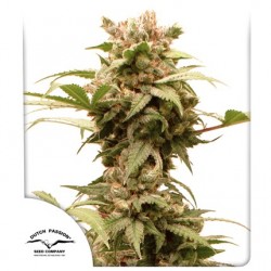 AUTO CBG-FORCE · Dutch...