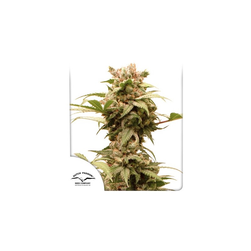 AUTO CBG-FORCE · Dutch Passion · sementes de maconha · Auto Fem