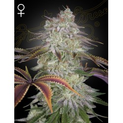 ALIENZ · Green House Seeds...