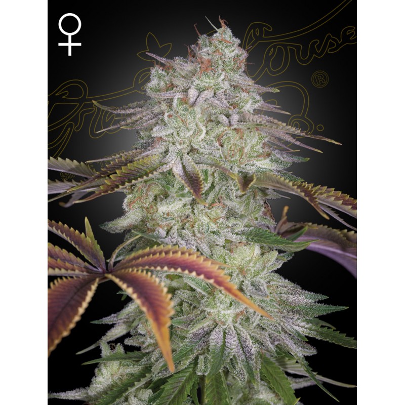ALIENZ · Green House Seeds · graines de cannabis · Fem