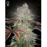 ALIENZ · Green House Seeds · kaufen cannabis samen · Fem