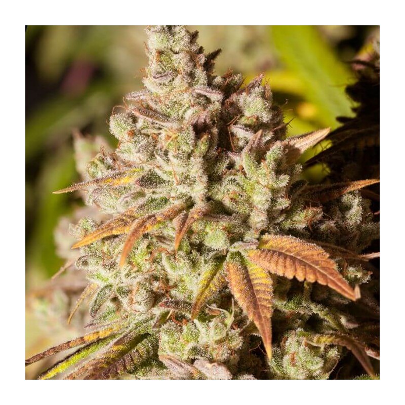 GORILLA GLUE · Dr Green Seeds · graines de cannabis en gros · Fem