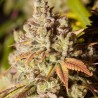 GORILLA GLUE · Dr Green Seeds · sementes de maconha a granel · Fem