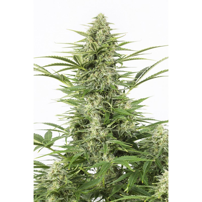 DINAMEX AUTO · Dinafem · sementes de maconha · Auto Fem