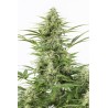 DINAMEX AUTO · Dinafem · cannabis samen · Auto Fem