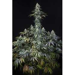 EARLY AMNESIA CBD · Dinafem...
