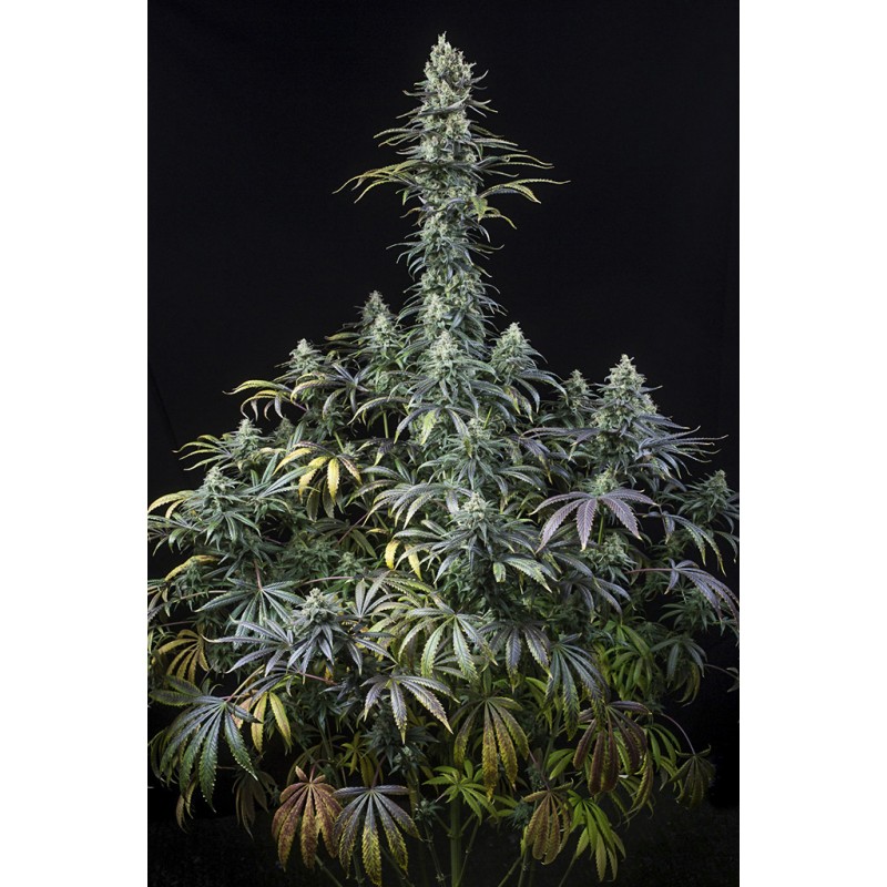 EARLY AMNESIA CBD · Dinafem · graines de cannabis · Fem