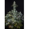 EARLY AMNESIA CBD · Dinafem · graines de cannabis · Fem