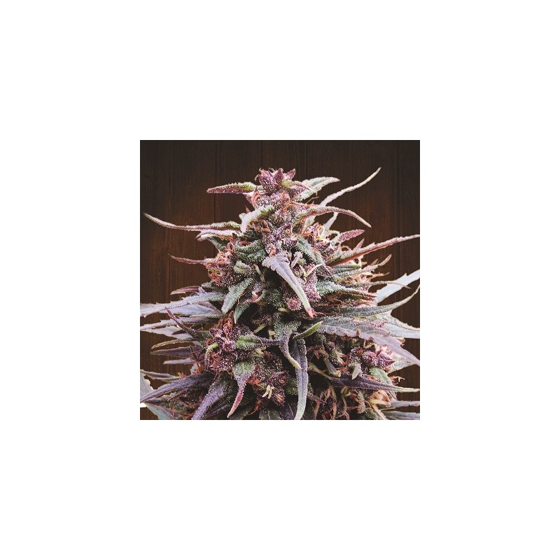Purple Haze x Malawi · Ace Seeds · cannabis seeds · Fem