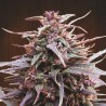 Purple Haze x Malawi · Ace Seeds · kenevir tohum · Disi  · Fem