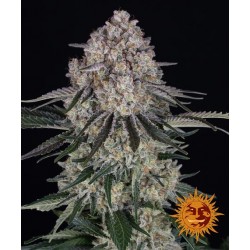 SOUR DIESEL AUTO · Barneys...