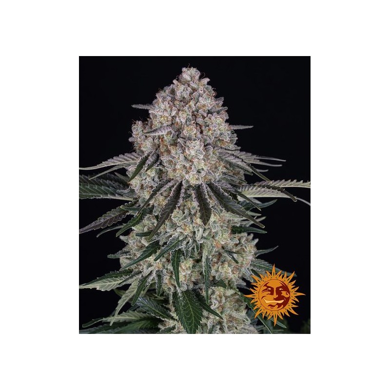 SOUR DIESEL AUTO · Barneys Farm · kenevir tohum · Disi · AutoFem