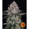 SOUR DIESEL AUTO · Barneys Farm · graines de cannabis · AutoFem