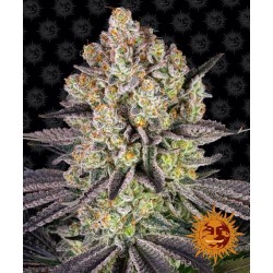 RUNTZ · Barneys Farm ·...