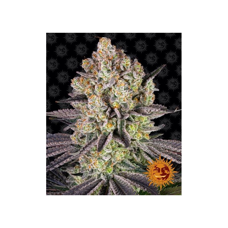 RUNTZ · Barneys Farm · graines de cannabis · Fem