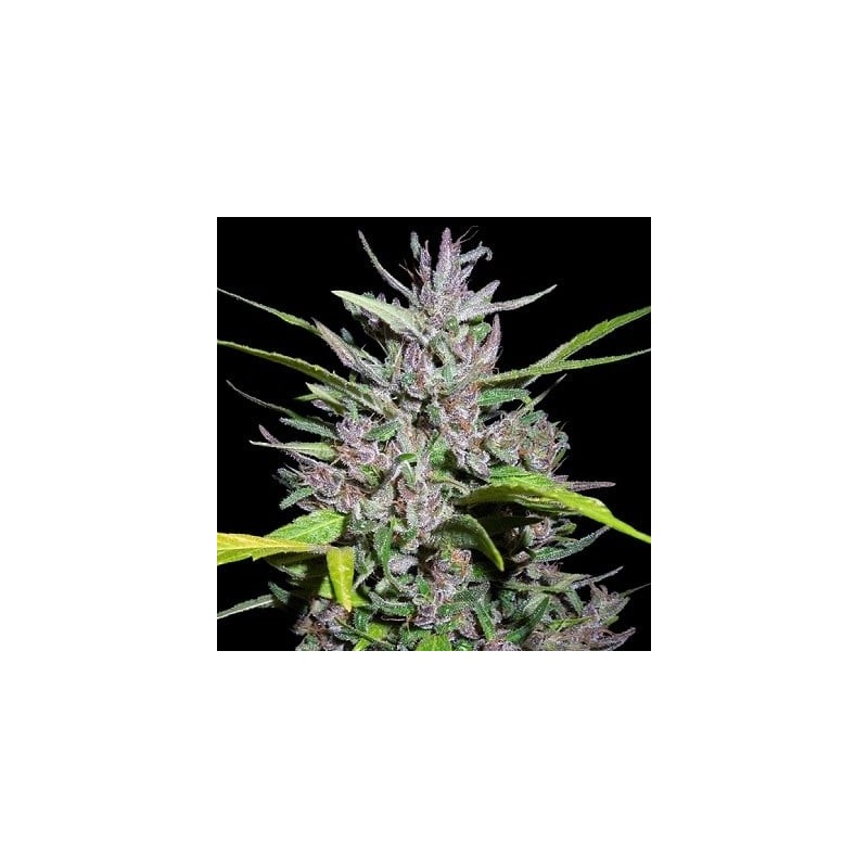 Honduras x Panama · Ace Seeds · semillas de marihuana · Fem