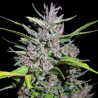 Honduras x Panama · Ace Seeds · semillas de marihuana · Fem