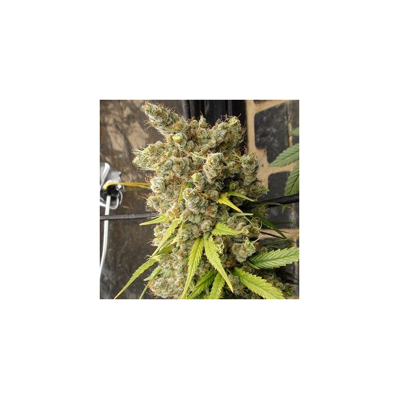 Super Malawi Haze · Ace Seeds · semillas de marihuana · Fem