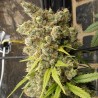 Super Malawi Haze · Ace Seeds · graines de cannabis  · Fem