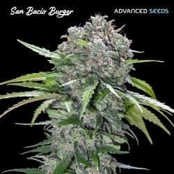 San Bacio Burger · Advanced...