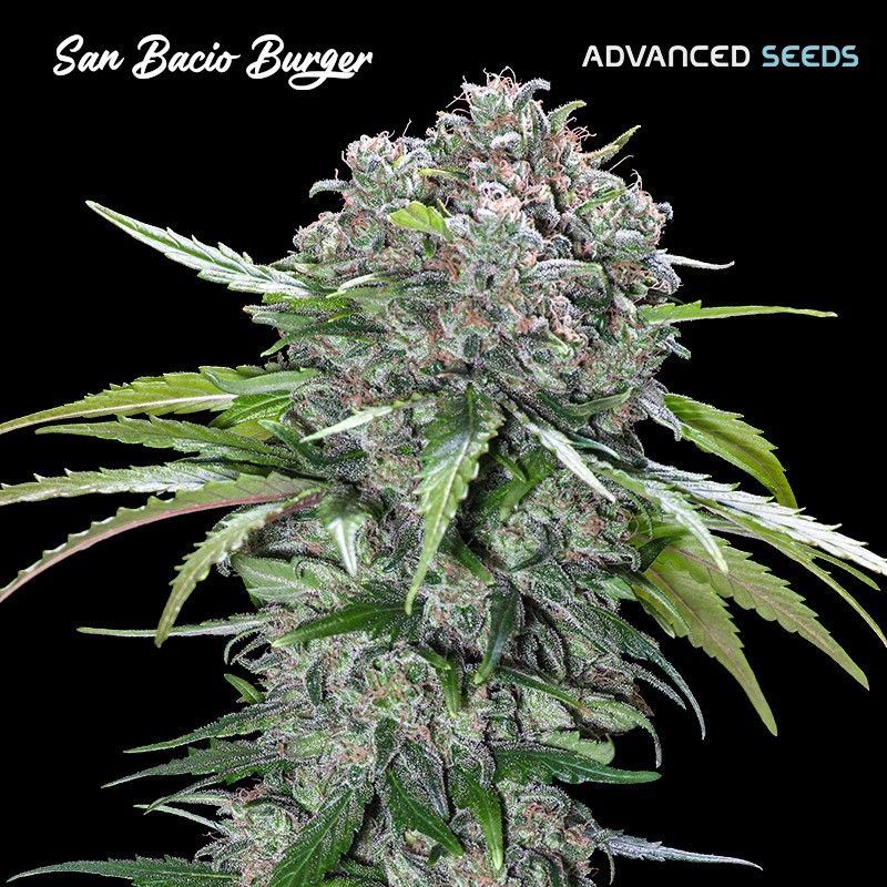 San Bacio Burger · Advanced Seeds · graines de cannabis · Fem