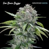 San Bacio Burger · Advanced Seeds · semillas de marihuana · Fem