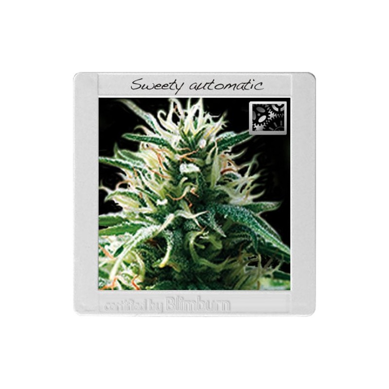 Sweety Auto · Blimburn Seeds · sementes de maconha · AutoFem
