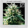 Sweety Auto · Blimburn Seeds · semillas de marihuana · AutoFem