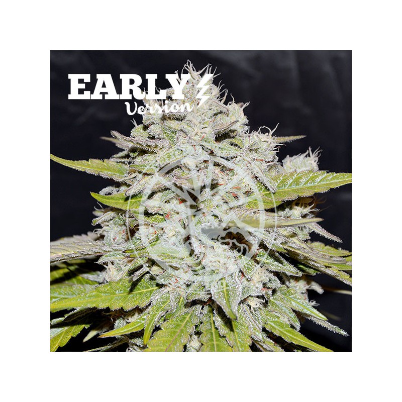 BAY BURGER EARLY VERSION · Delicious · graines de cannabis · Fem