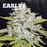 BAY BURGER EARLY VERSION · Delicious · graines de cannabis · Fem