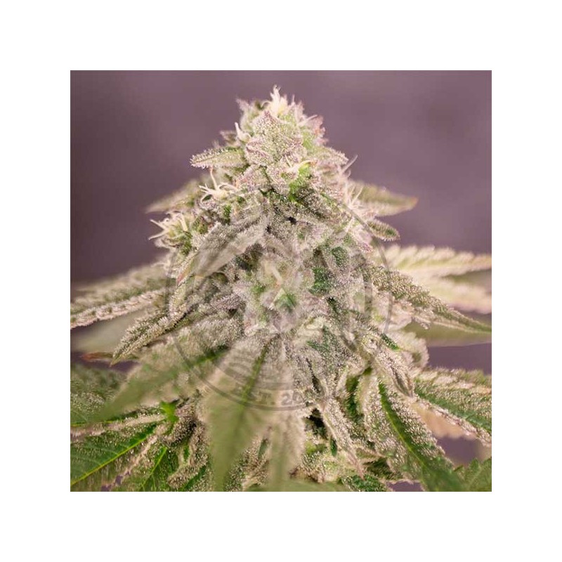 BAY BURGER · Delicious · sementes de maconha · Fem