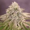 BAY BURGER · Delicious · graines de cannabis · Fem