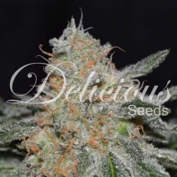 CRITICAL NEVILLE HAZE 2.0 ·...