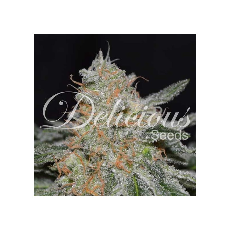 CRITICAL NEVILLE HAZE 2.0 · Delicious · sementes de maconha · Fem