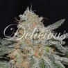 CRITICAL NEVILLE HAZE 2.0 · Delicious · sementes de maconha · Fem