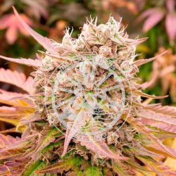 DARK LEMONADE AUTO ·...