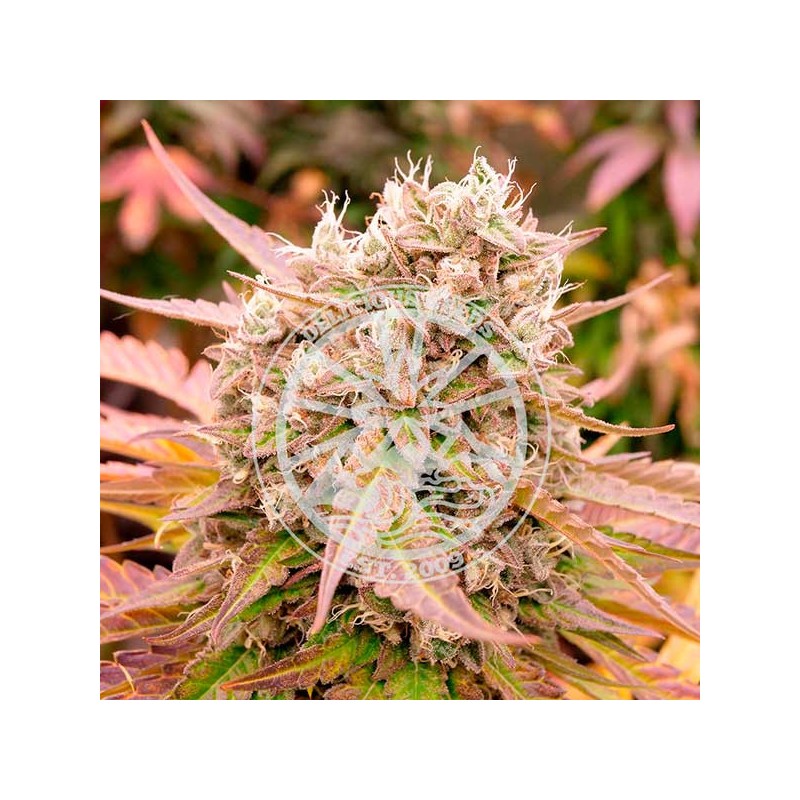 DARK LEMONADE AUTO · Delicious · cannabis seeds · AutoFem