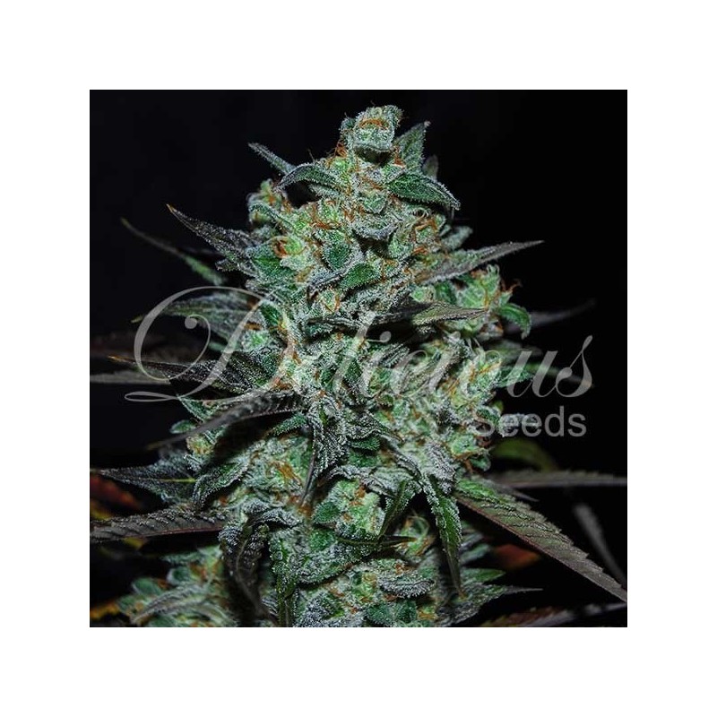 NORTHERN LIGHT BLUE THC FREE · Delicious · sementes de maconha · Fem
