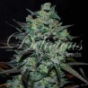NORTHERN LIGHT BLUE THC FREE · Delicious · sementes de maconha · Fem