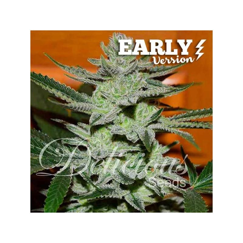 UNKNOWN KUSH EARLY VERSION · Delicious · sementes de maconha · Fem