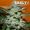 UNKNOWN KUSH EARLY VERSION · Delicious · sementes de maconha · Fem