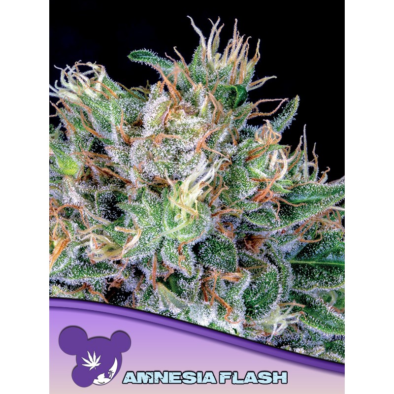 AMNESIA FLASH · Anesia Seeds · cannabis seeds · Fem