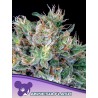 AMNESIA FLASH · Anesia Seeds · cannabis samen · Fem
