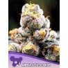 ANESIA SCOUT COOKIES · Anesia Seeds · sementes de maconha · Fem