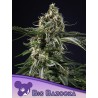BIG BAZOOKA · Anesia Seeds · graines de cannabis  · Fem