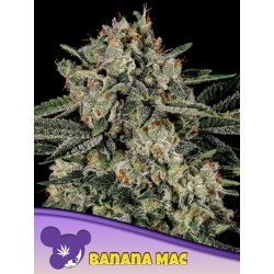 BANANA MAC · Anesia Seeds ·...